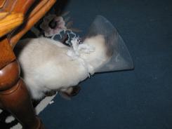 more kittens